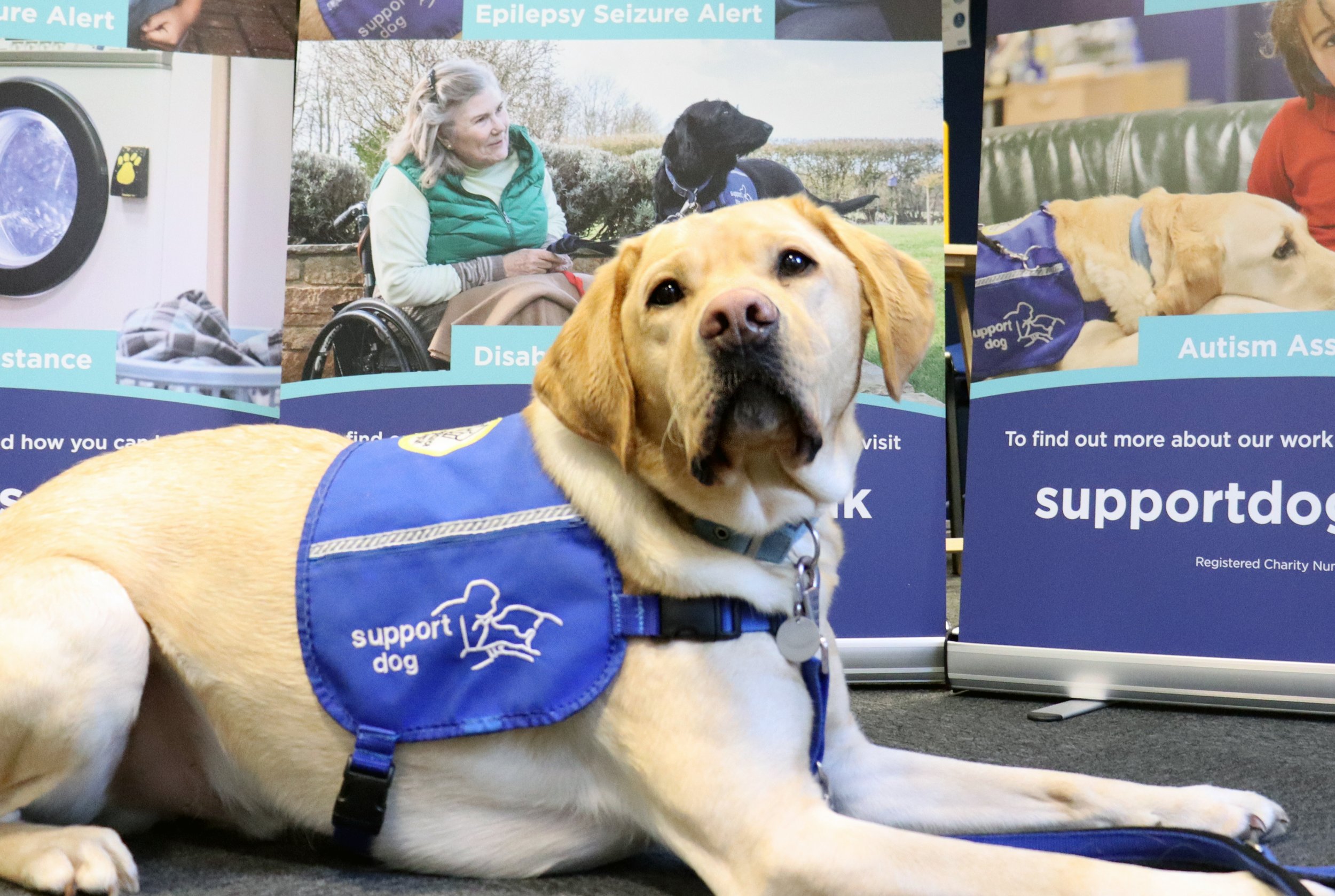 A support dog wearing a blue vest with the words support dog sits on the floor in front of informational posters about support dogs for conditions like epilepsy, autism, and disability. The posters display images of a woman in a wheelchair with a guide dog and a child lying on a couch with a support dog.